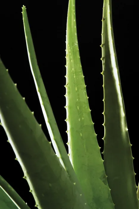 Framed Print : Aloe Vera Print - Succulent Plant Image Framed Print : Aloe Vera Print - Succulent Plant Image