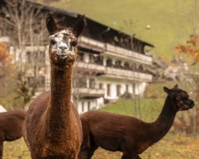 Framed Print : Two Alpacas in Austrian Countryside Autumn Print Framed Print : Two Alpacas in Austrian Countryside Autumn Print