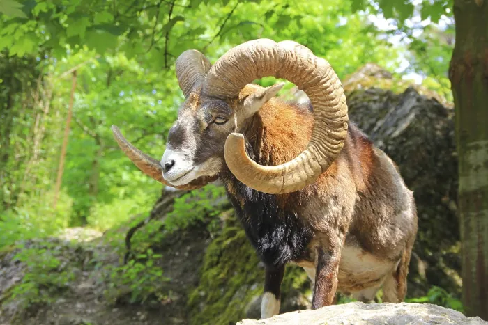 Framed Print : Alpine Ibex Print Framed Print : Alpine Ibex Print