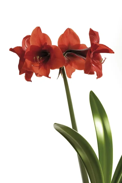Framed Print : Amaryllis Print by ImageBROKER Framed Print : Amaryllis Print by ImageBROKER