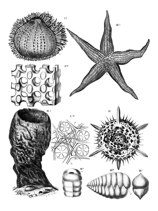 Framed Print : Print of Anatomy of Echinoderms, Various Echinoderms