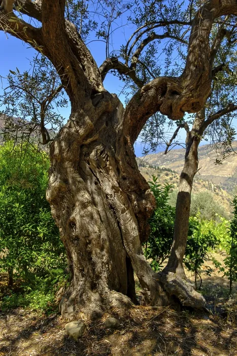 Framed Print : Ancient Olive Tree Print, Sicilia, Italy Framed Print : Ancient Olive Tree Print, Sicilia, Italy
