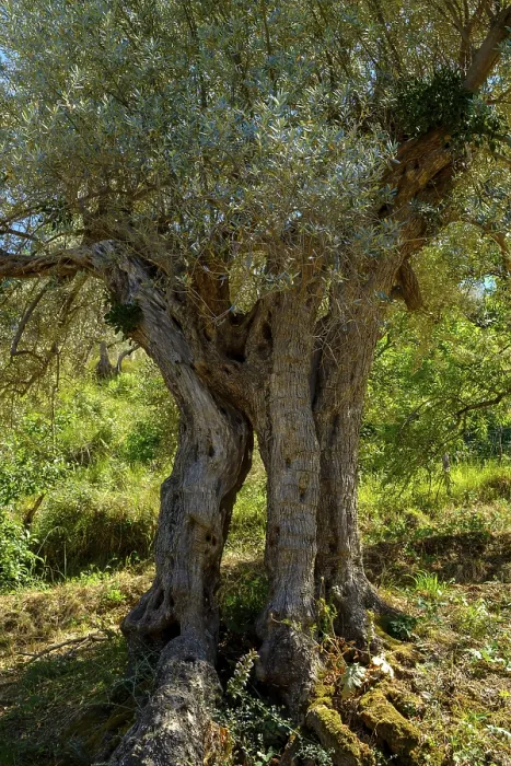 Framed Print : Ancient Olive Tree Print, Sicily, Italy Framed Print : Ancient Olive Tree Print, Sicily, Italy