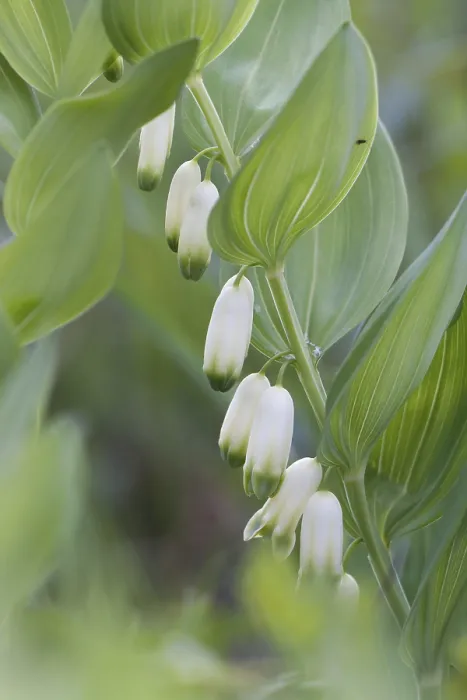 Framed Print : Angular Solomon's Seal Print, Polygonatum odoratum