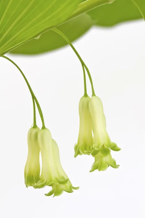 Framed Print : Angular Solomon's Seal Print (Polygonatum odoratum) Framed Print : Angular Solomon's Seal Print (Polygonatum odoratum)