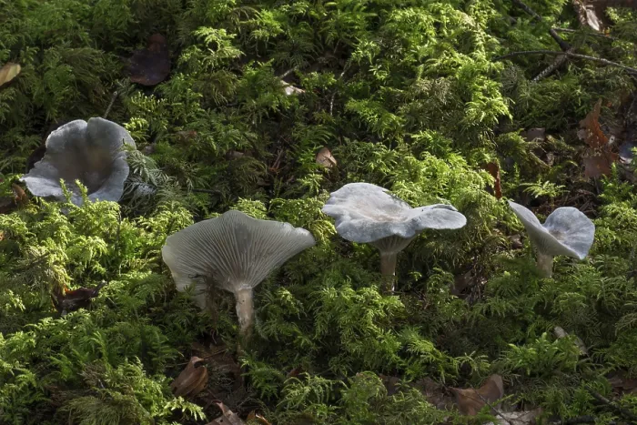 Framed Print : Aniseed Toadstool Print (Clitocybe odora) Framed Print : Aniseed Toadstool Print (Clitocybe odora)