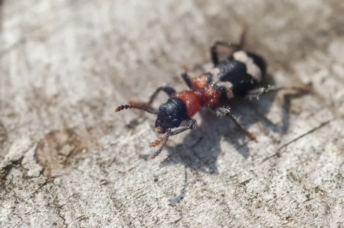 Framed Print : Thanasimus formicarius Print - Checkered Ant Beetle