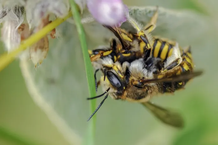Framed Print : Anthidium manicatum Print - European Wool Carder Bee