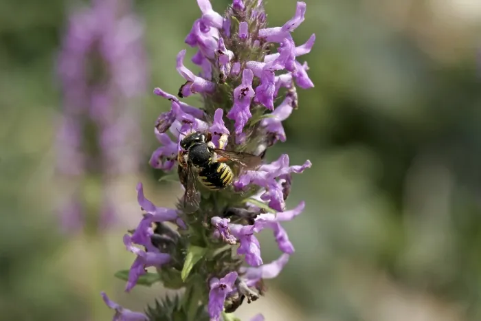 Framed Print : Anthidium Woolbee Resin Bee Print