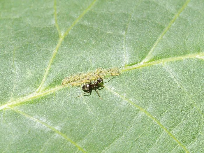 Framed Print : Ants Caring for Aphids on Walnut Tree Print Framed Print : Ants Caring for Aphids on Walnut Tree Print