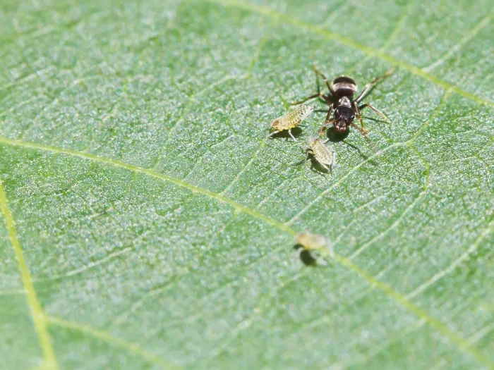 Framed Print : Ants Grazing on Walnut Tree Leaf Print Framed Print : Ants Grazing on Walnut Tree Leaf Print