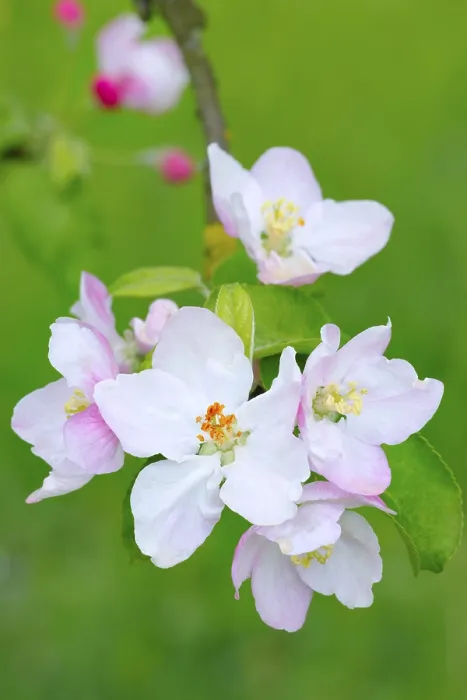 Framed Print : Apple Blossoms Print Framed Print : Apple Blossoms Print