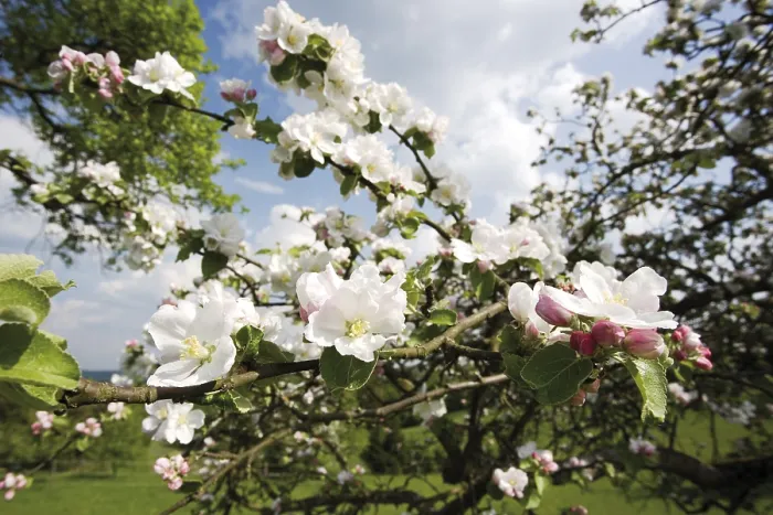 Framed Print : Apple Blossoms Print - Spring Floral Bloom Framed Print : Apple Blossoms Print - Spring Floral Bloom