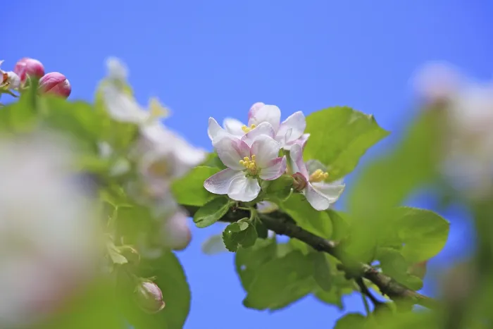 Framed Print : Apple Blossoms Print - Malus Species Framed Print : Apple Blossoms Print - Malus Species