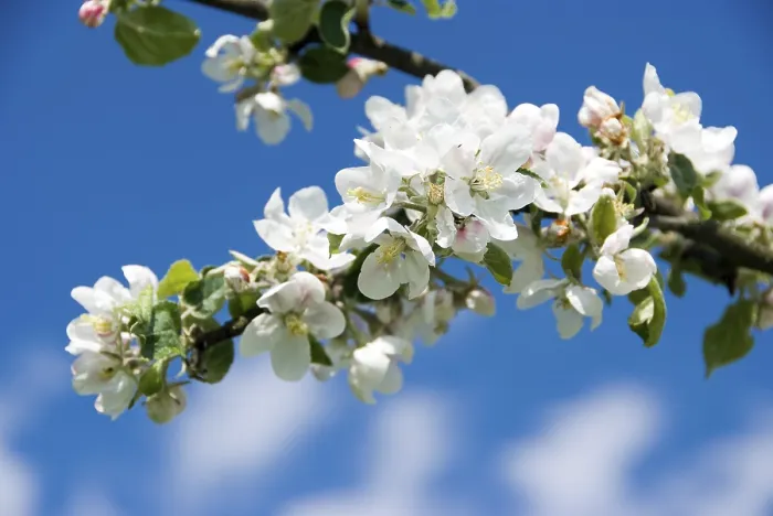 Framed Print : Apple Blossoms Print (Malus) Framed Print : Apple Blossoms Print (Malus)