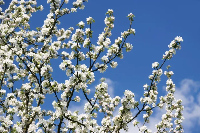 Framed Print : Apple Blossoms Print - Malus in Bloom Framed Print : Apple Blossoms Print - Malus in Bloom