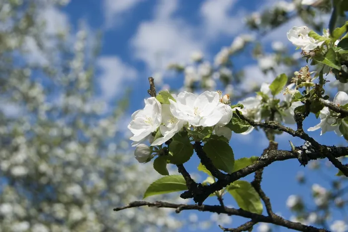 Framed Print : Apple Blossoms Print (Malus)