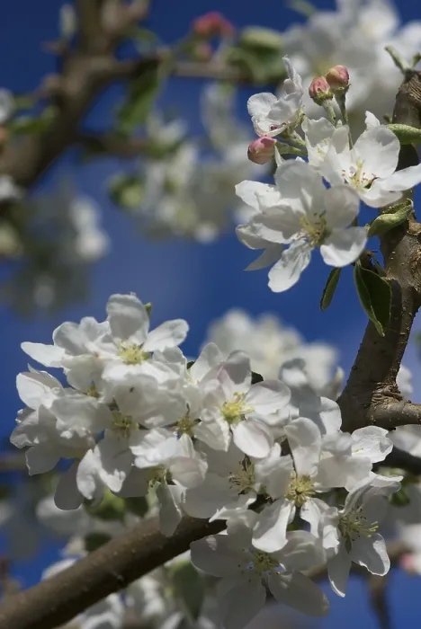 Framed Print : Apple Blossoms in Spring Print Framed Print : Apple Blossoms in Spring Print