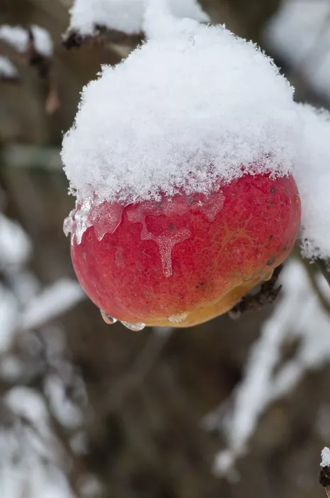 Framed Print : Large Apple in Winter Orchard Print Framed Print : Large Apple in Winter Orchard Print