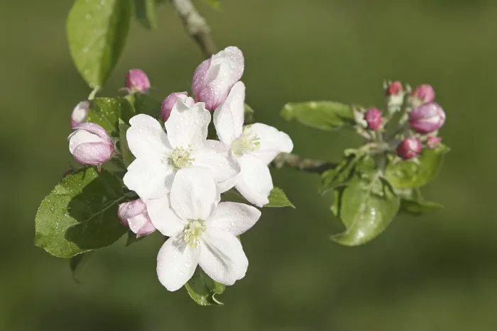 Framed Print : Apple Tree Blooms Print Framed Print : Apple Tree Blooms Print