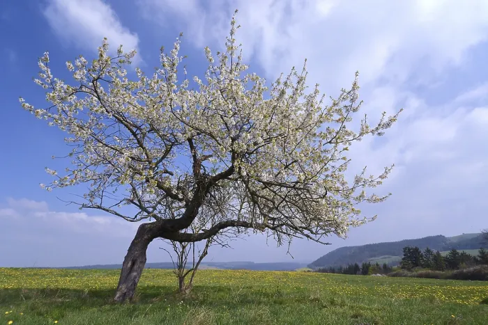 Framed Print : Apple Tree Print, Thuringia Flower Meadow Framed Print : Apple Tree Print, Thuringia Flower Meadow