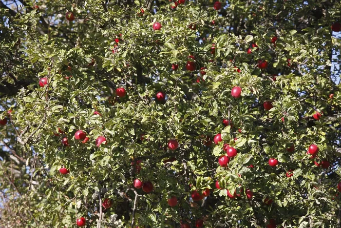Framed Print : Apple Tree Print, Germany Framed Print : Apple Tree Print, Germany