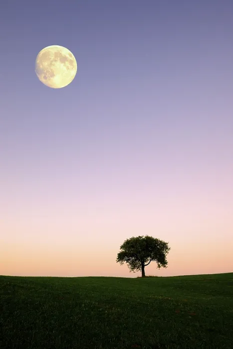 Framed Print : Apple Tree Print with Moonlit Evening Scene, Germany Framed Print : Apple Tree Print with Moonlit Evening Scene, Germany