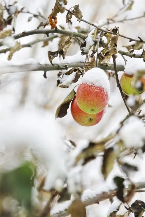 Framed Print : Apple tree with snow, Germany Print