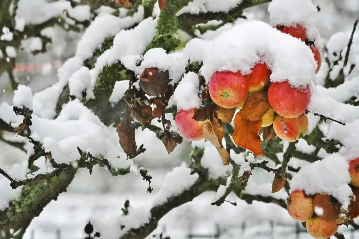 Framed Print : Apple Tree with Snow Print, Germany Framed Print : Apple Tree with Snow Print, Germany