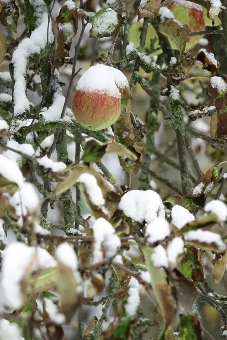 Framed Print : Apple Tree with Snow Print, Germany Framed Print : Apple Tree with Snow Print, Germany