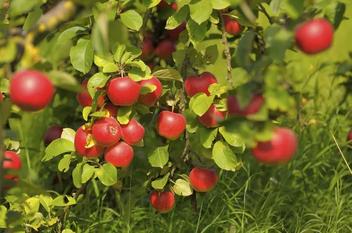 Framed Print : Idared Apple Tree Variety Print