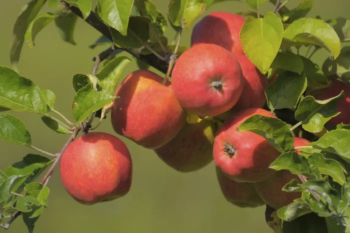 Framed Print : Idared Apple Tree Variety Print