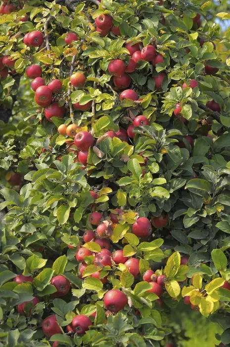 Framed Print : Idared Apple Tree Variety Print Framed Print : Idared Apple Tree Variety Print