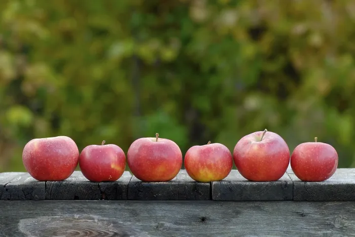 Framed Print : Apples Print by ImageBROKER Framed Print : Apples Print by ImageBROKER