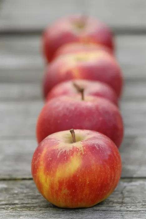 Framed Print : Apples Print by ImageBROKER Framed Print : Apples Print by ImageBROKER