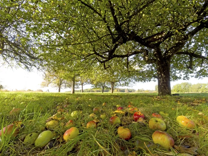 Framed Print : Apples under an Apple Tree Print, Hesse Germany Framed Print : Apples under an Apple Tree Print, Hesse Germany