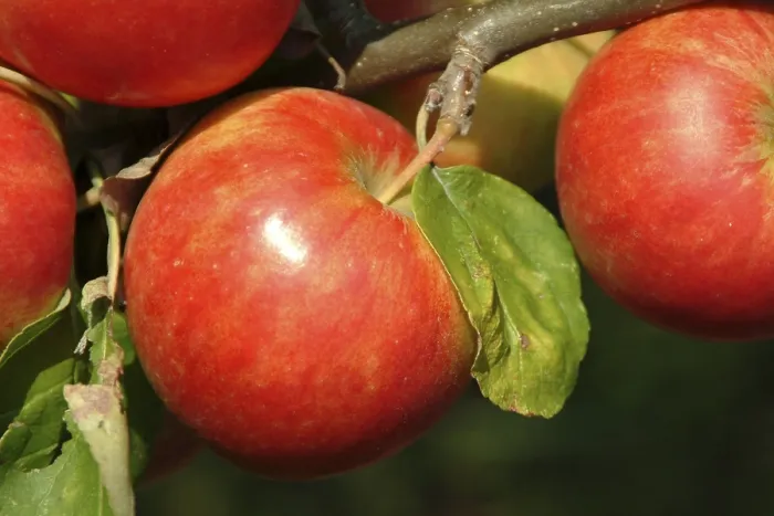 Framed Print : Apples on a Tree Print