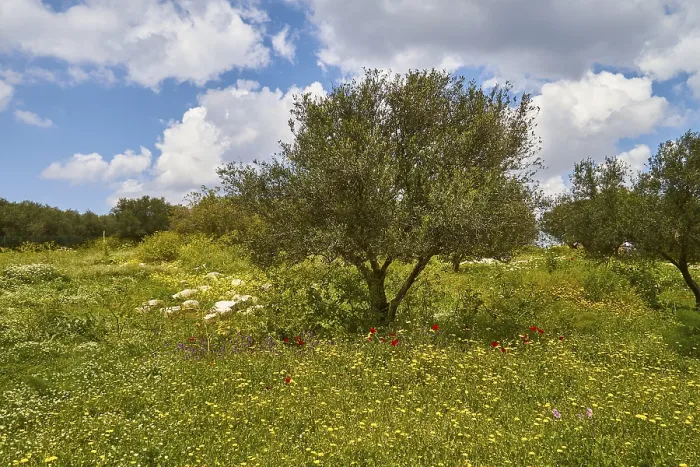 Framed Print : Aptera Spring Landscape Print, West Crete, Greece Framed Print : Aptera Spring Landscape Print, West Crete, Greece