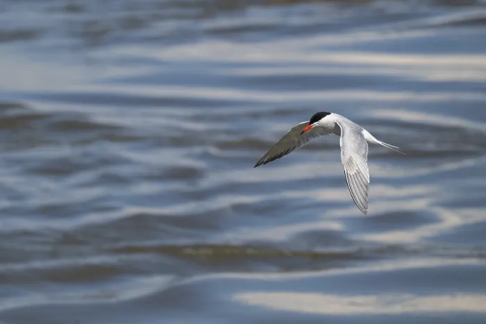 Framed Print : Arctic Tern in Flight Print, Wadden Sea, Germany Framed Print : Arctic Tern in Flight Print, Wadden Sea, Germany
