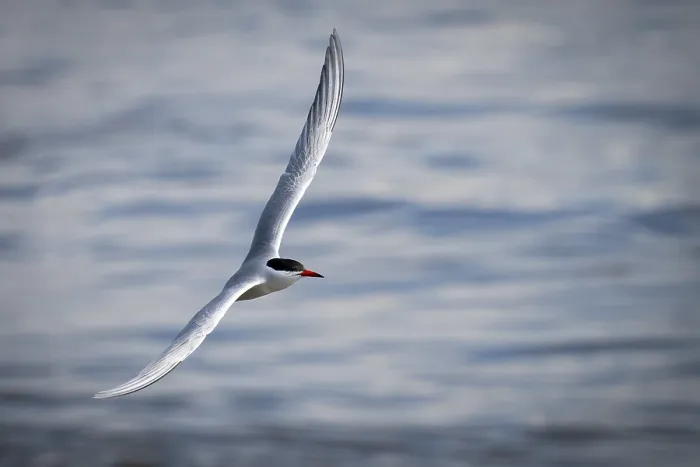 Framed Print : Arctic Tern in Flight Print, Wadden Sea, Germany