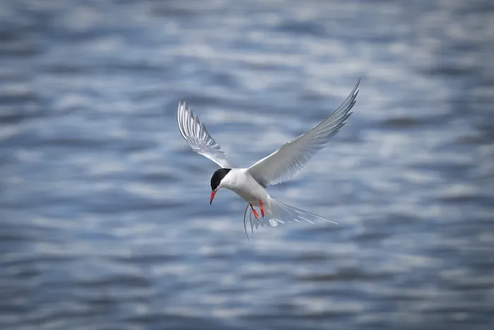 Framed Print : Arctic Arctic Tern in Flight Print, Wadden Sea, Germany Framed Print : Arctic Arctic Tern in Flight Print, Wadden Sea, Germany