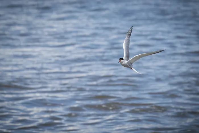Framed Print : Arctic Tern in Flight Print, Wadden Sea, Germany