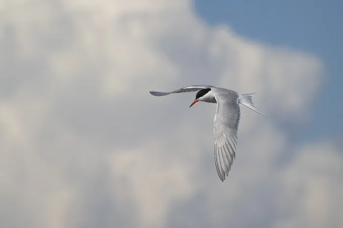Framed Print : Arctic Arctic Tern in Flight Print, Germany Framed Print : Arctic Arctic Tern in Flight Print, Germany