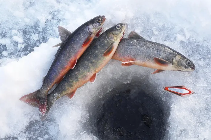 Framed Print : Arctic Char Print from Freshwater and Saltwater Environments Framed Print : Arctic Char Print from Freshwater and Saltwater Environments