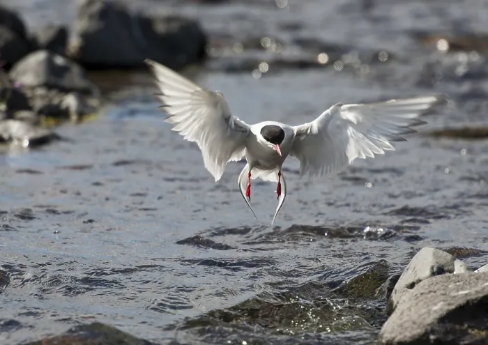 Framed Print : Arctic Tern Print, Arnarstapi, Iceland