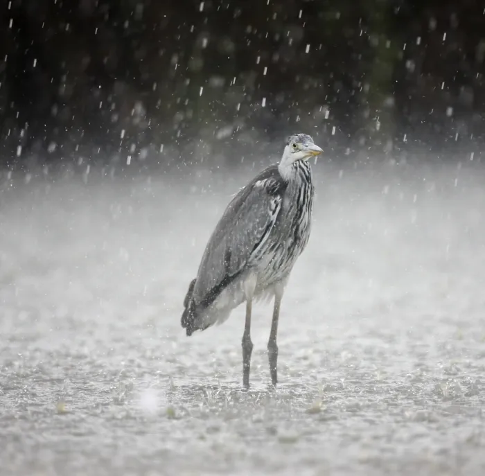 Framed Print : Heron Print by imageBROKER Framed Print : Heron Print by imageBROKER