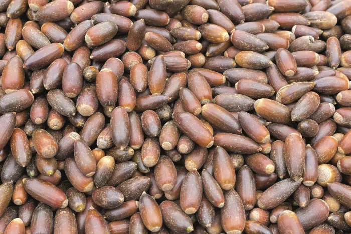 Framed Print : Argan Nuts in Morocco Print Framed Print : Argan Nuts in Morocco Print