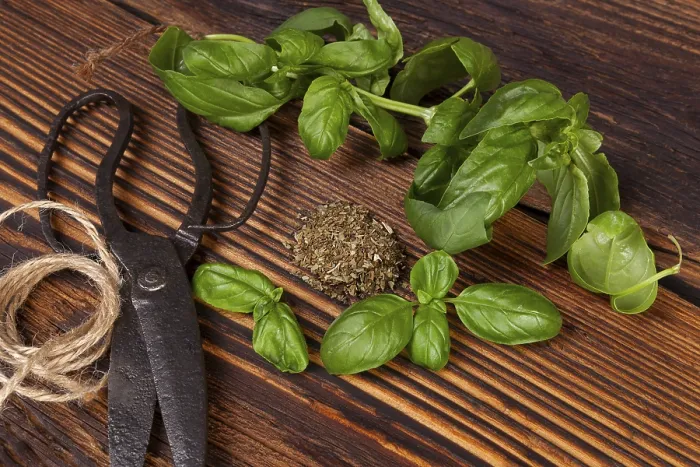 Framed Print : Basil Print - Fresh and Dried Herbs Framed Print : Basil Print - Fresh and Dried Herbs