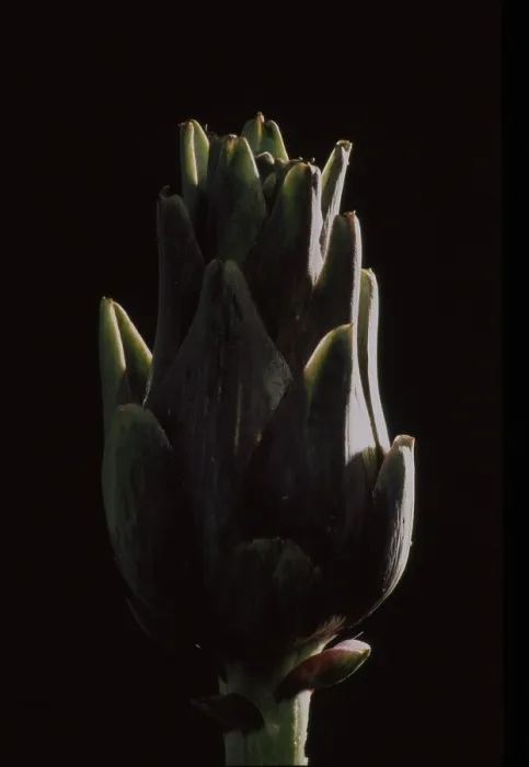 Framed Print : Artichoke Print Framed Print : Artichoke Print