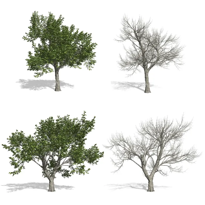 Framed Print : Ash Trees Print - Isolated on White Background